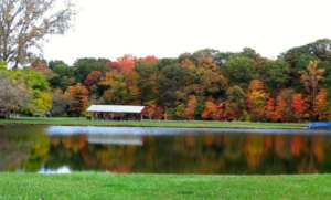 Bellwether Farms Fall Leaves